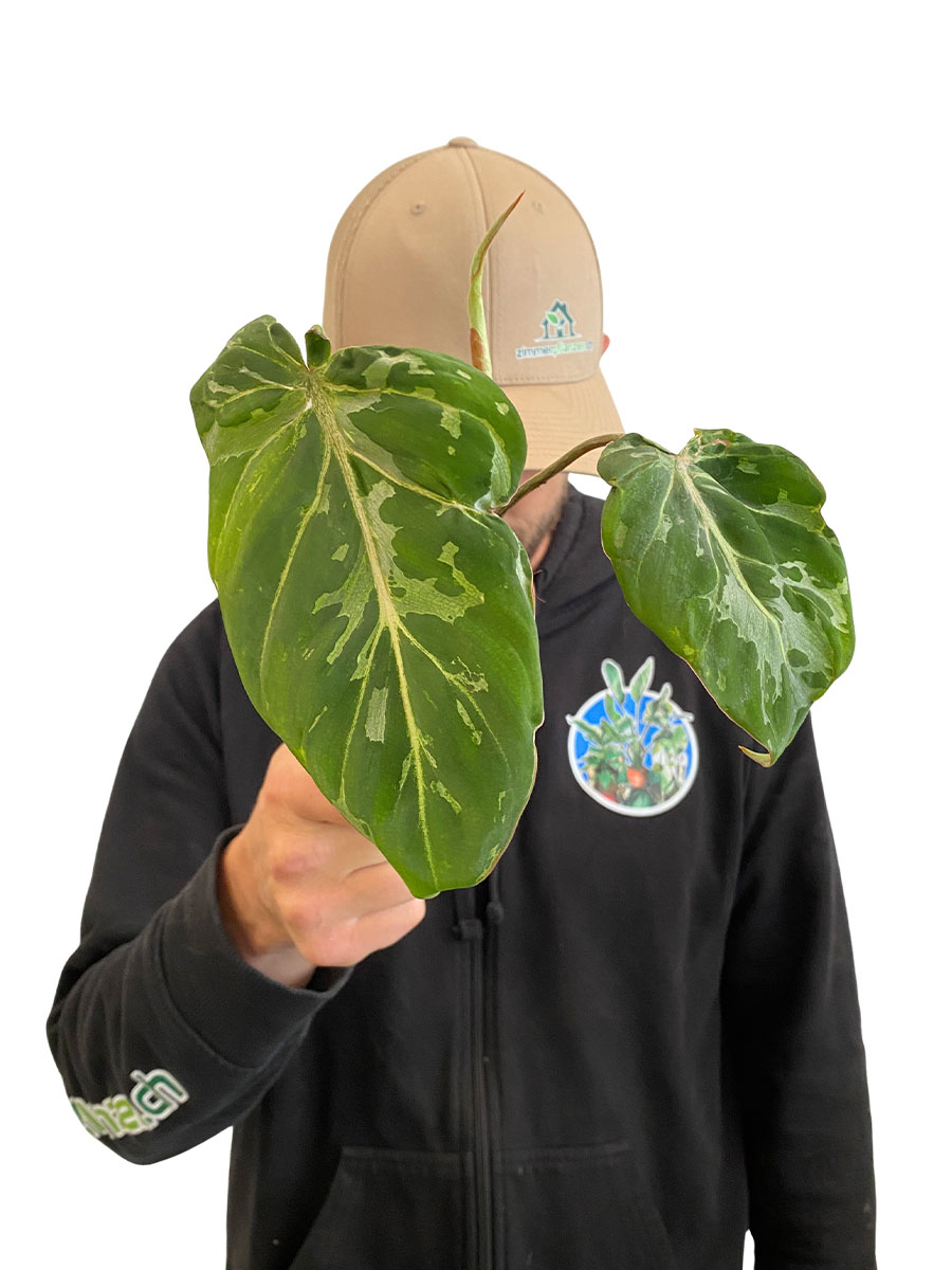 Philodendron Gloriosum Schnee Leopard