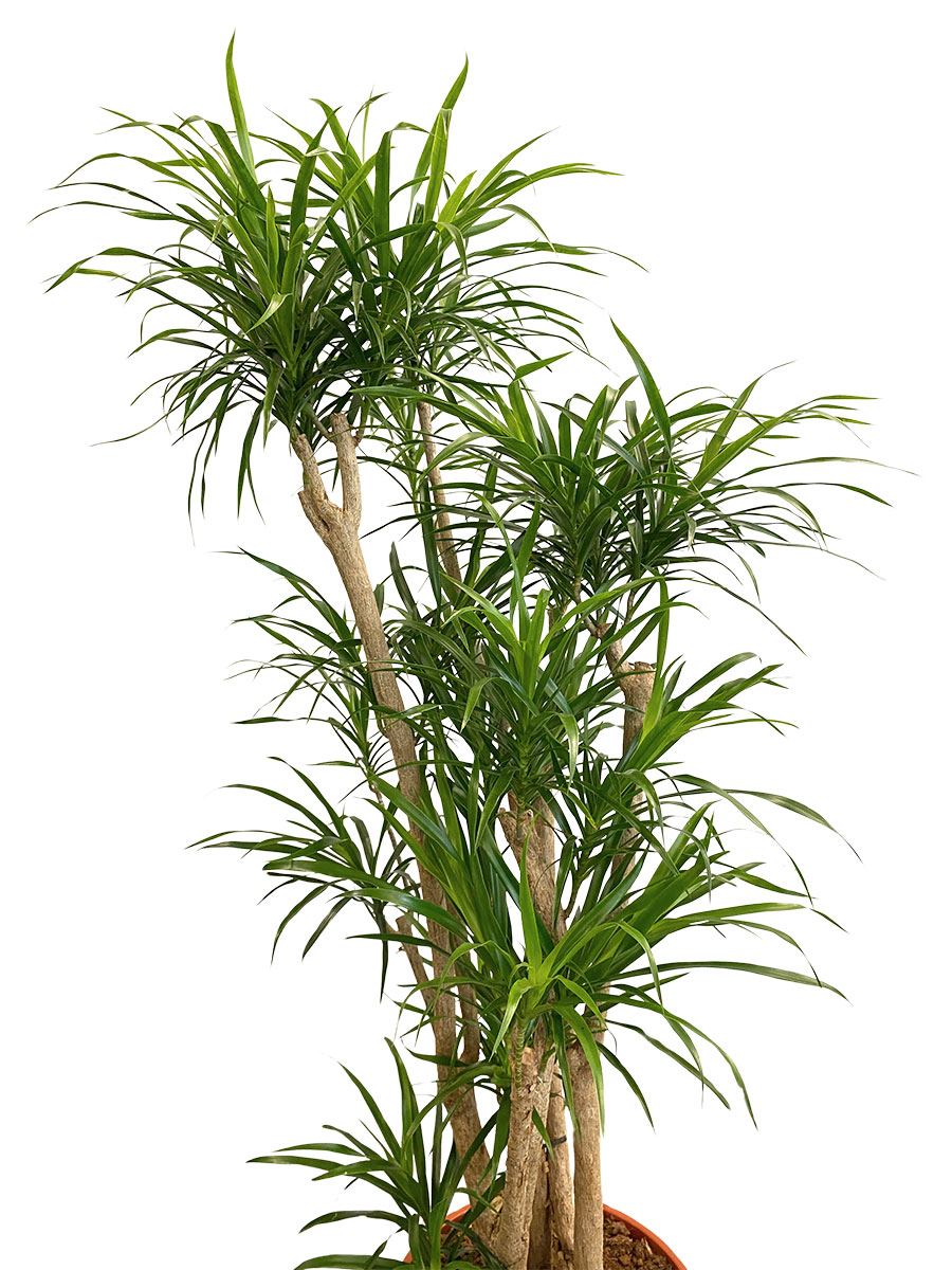 Dracaena Anita Verzweigt