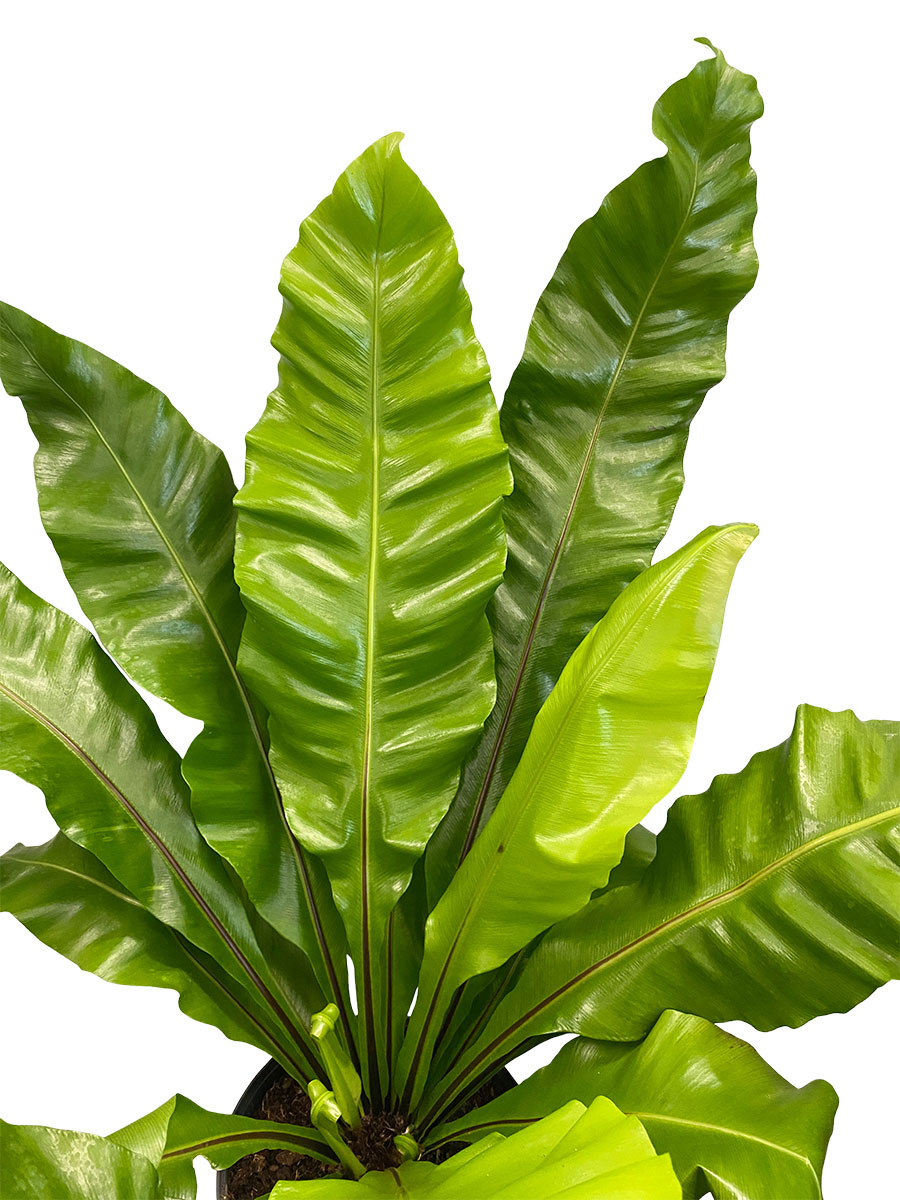 Nestfarn Asplenium Nidus - Gross