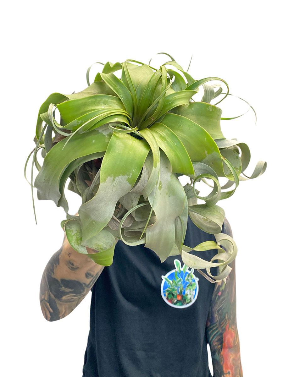 Tillandsia xerographica