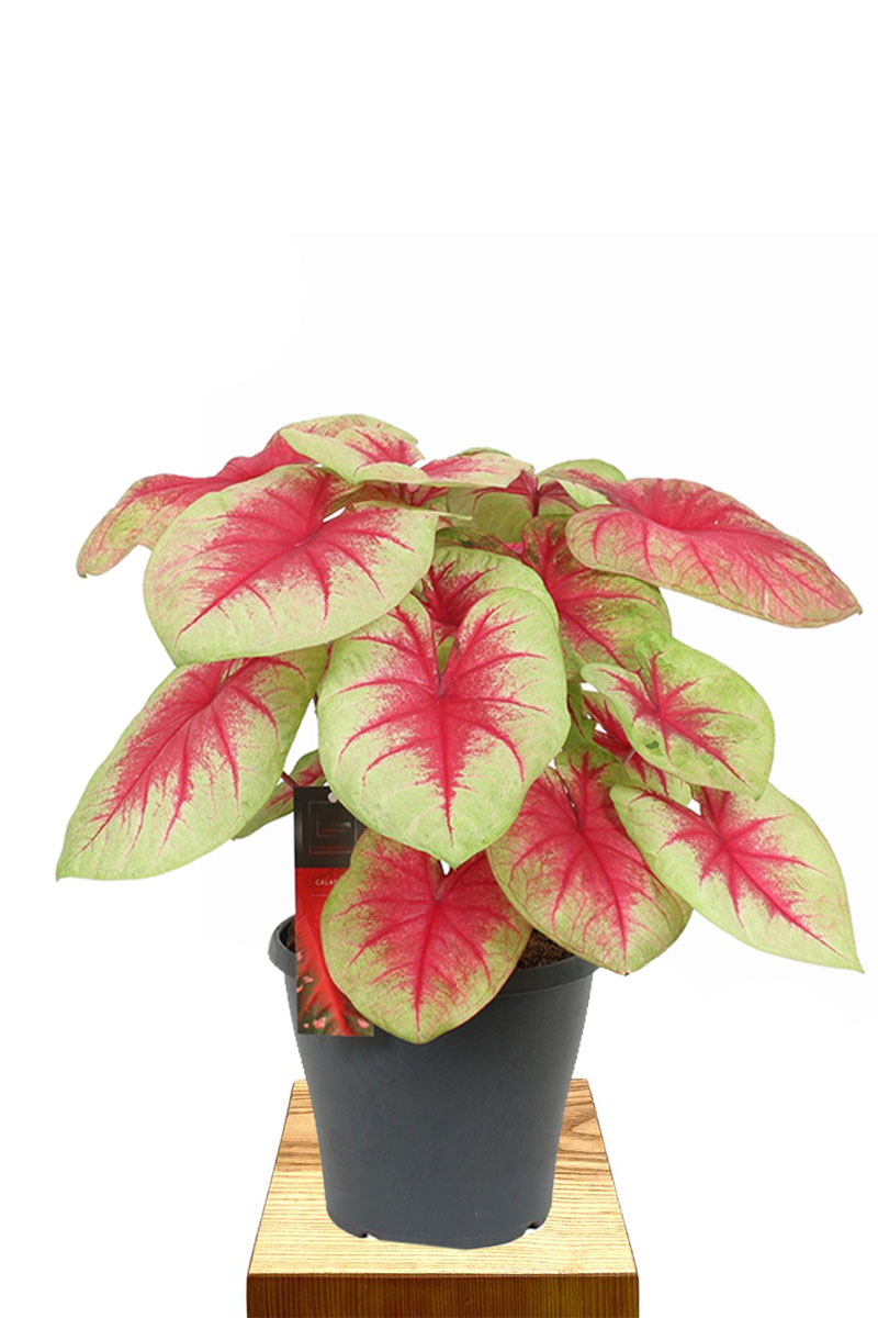 Caladium Lemon Blush - Gross