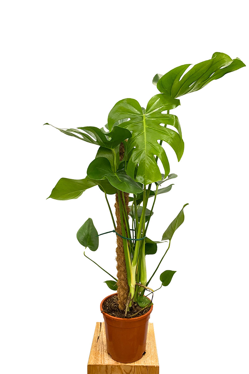 Monstera Deliciosa Moosstab