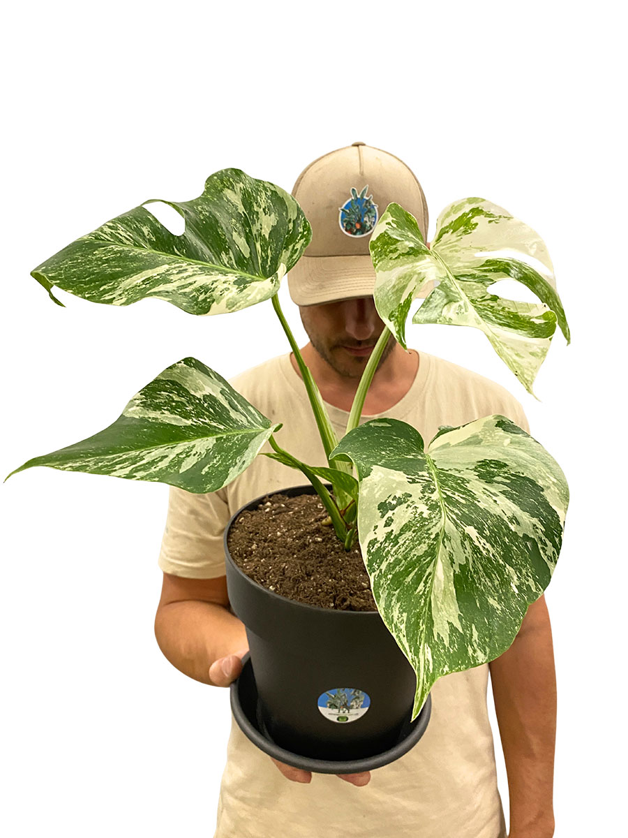 Monstera Deliciosa Variegata