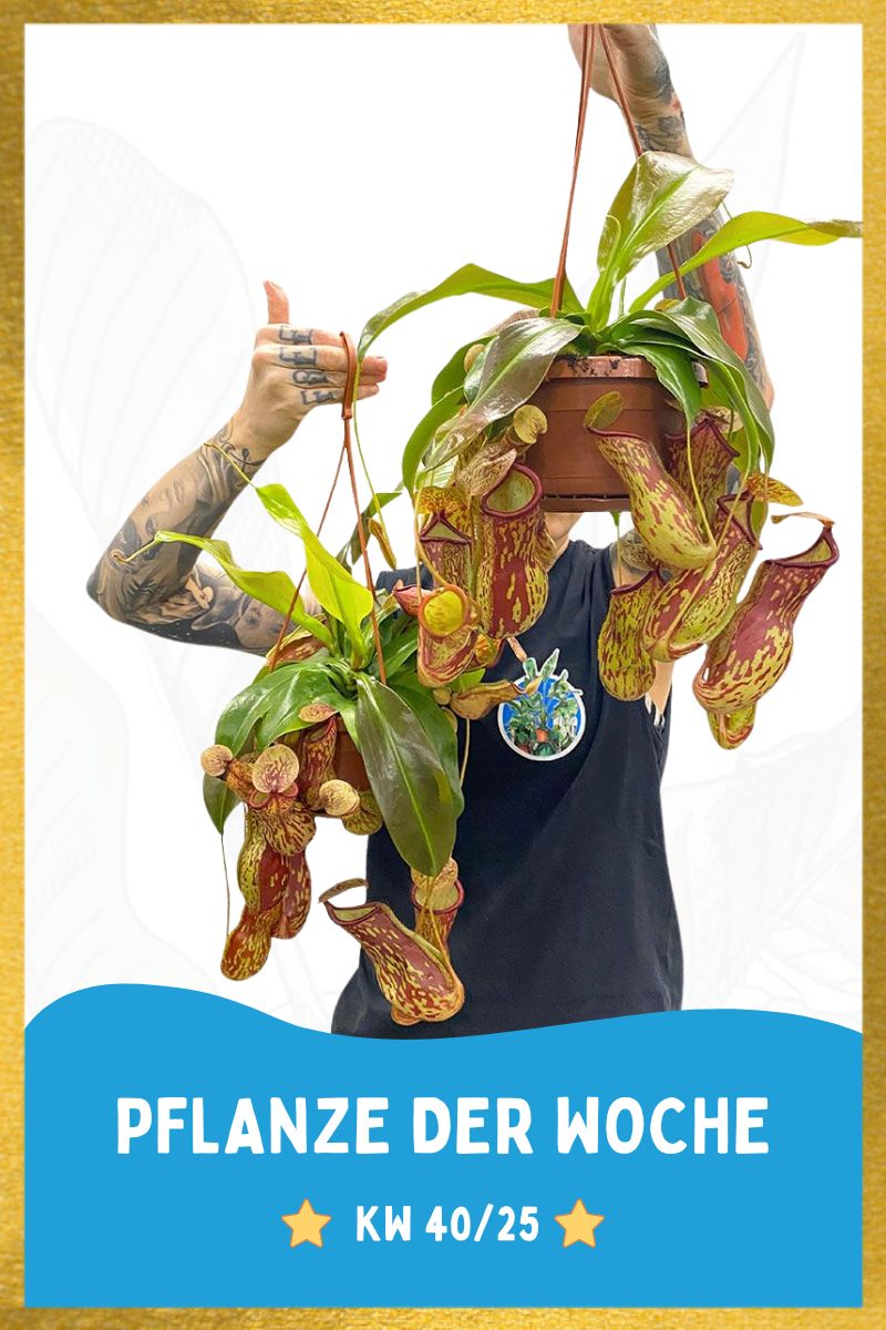 Kannenpflanze Nepenthes Gaya