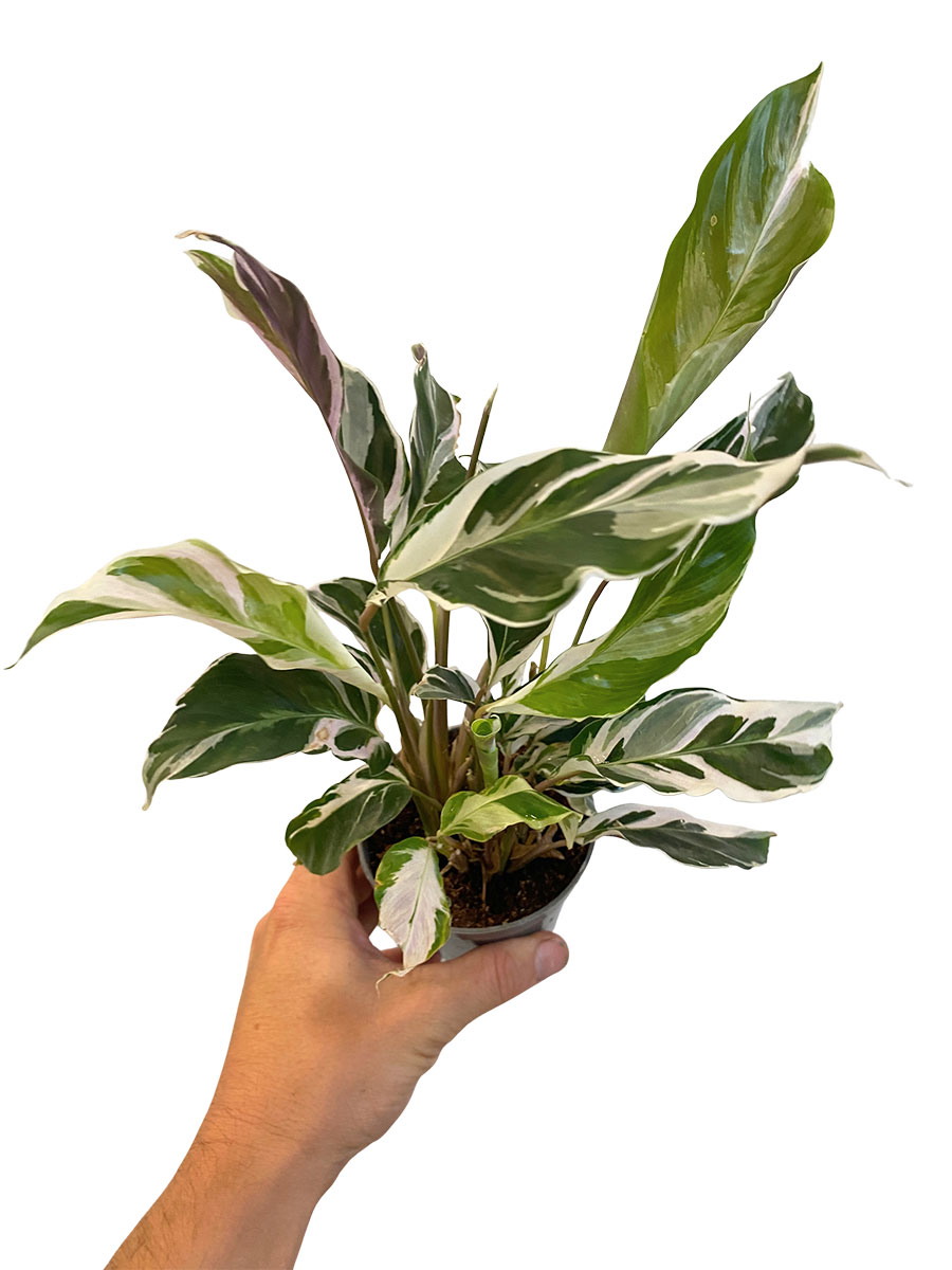 Baby Calathea White Fusion