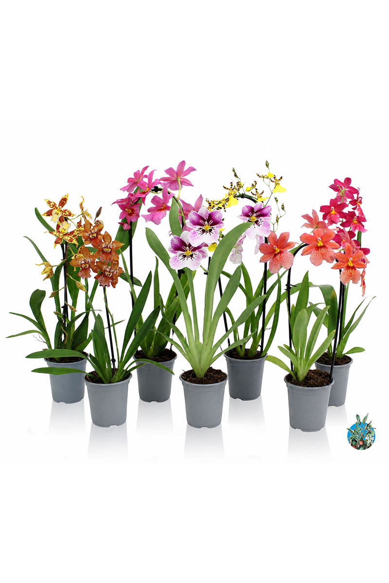 Inca Orchideen 6er Set - Gemischt