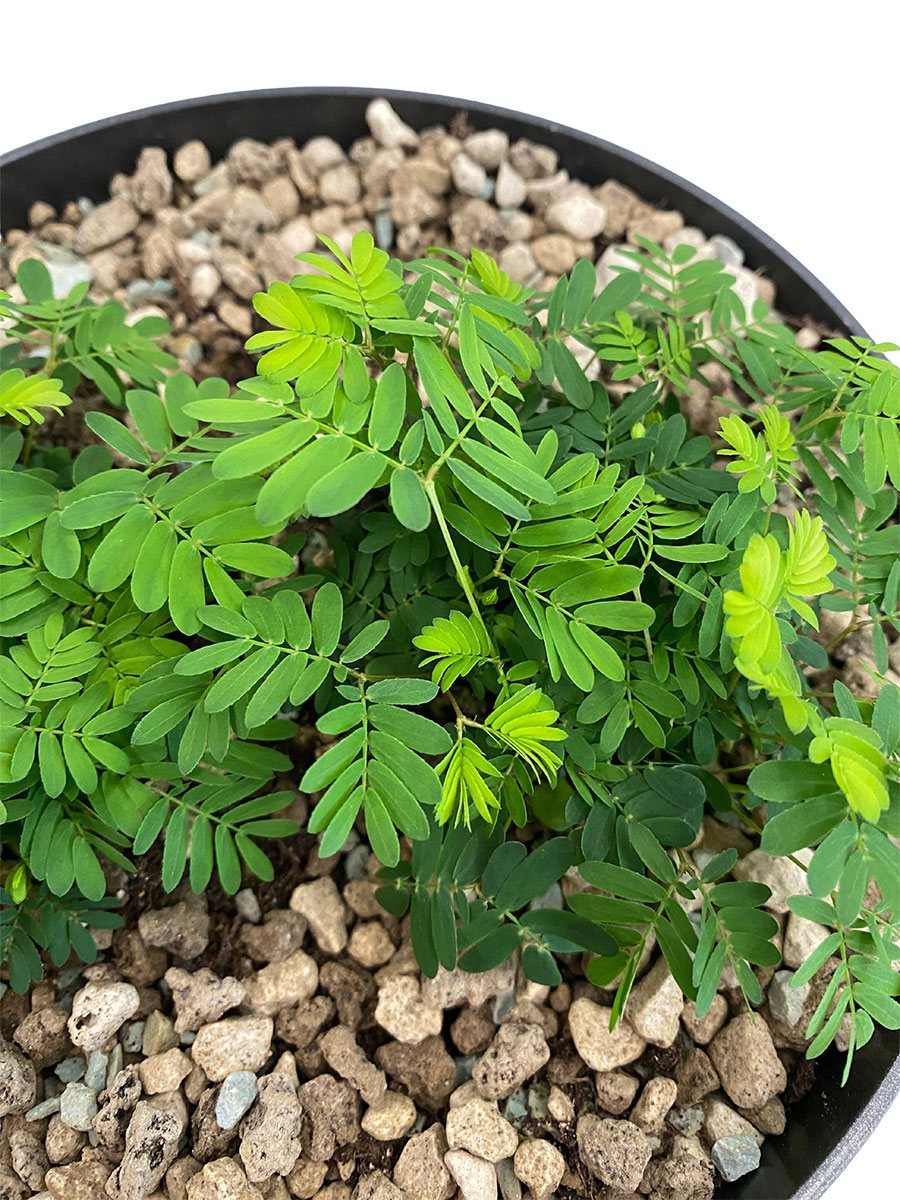 Echte Mimose Mimosa Pudica