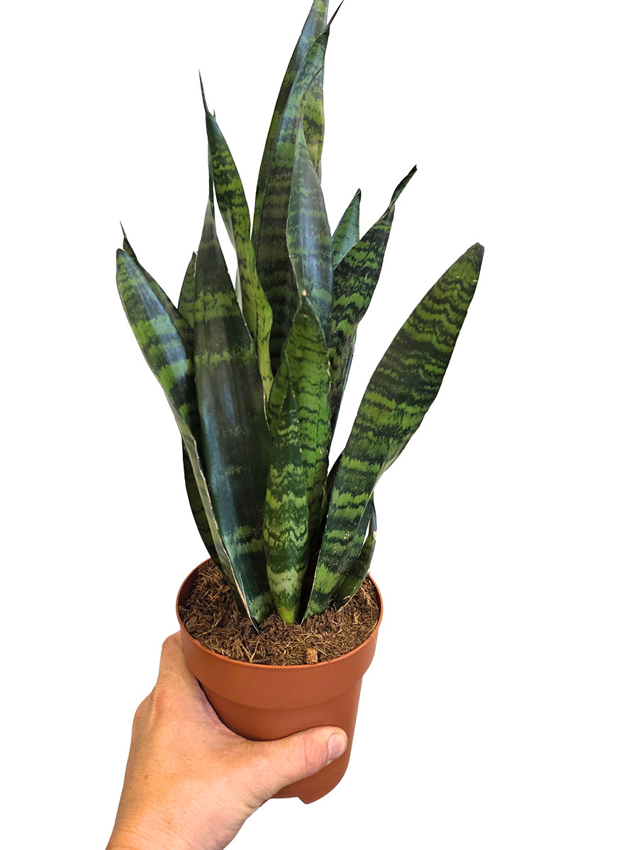 Bogenhanf Sansevieria Black Coral