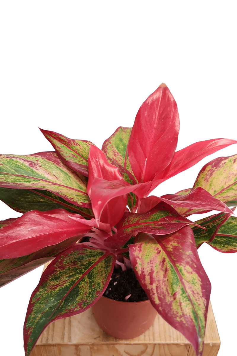 Aglaonema Crete Flame Aglaonema Crete Flame