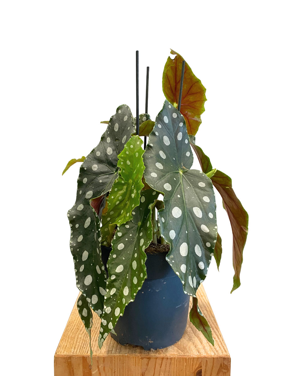 Begonia Maculata Mega Dot