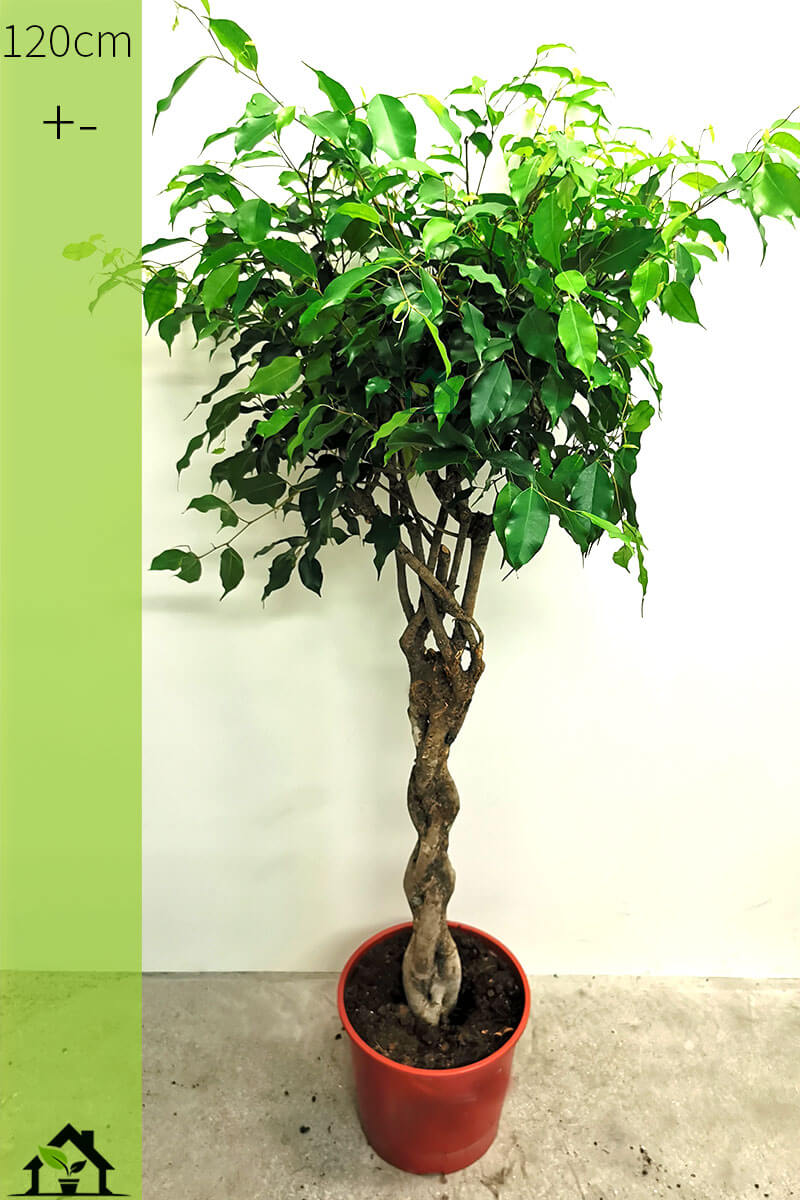 Ficus exotica 120cm Zimmerpflanzen online kaufen