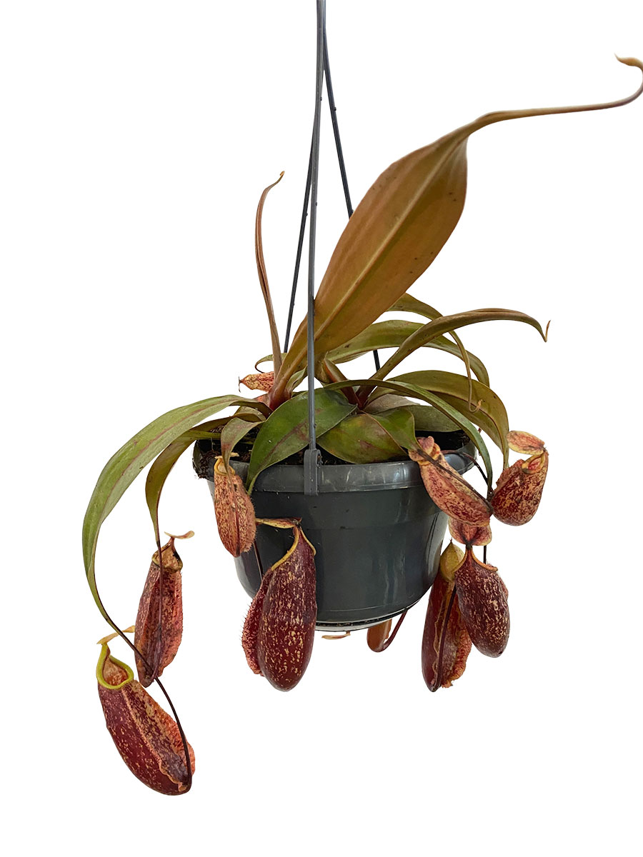 Hänger - Kannenpflanze Nepenthes St.Gaya