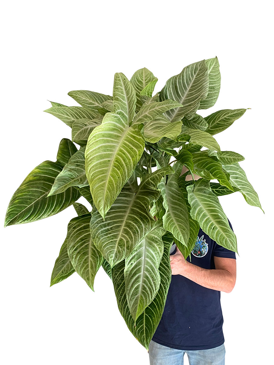 Xanthosoma Lindenii Mint