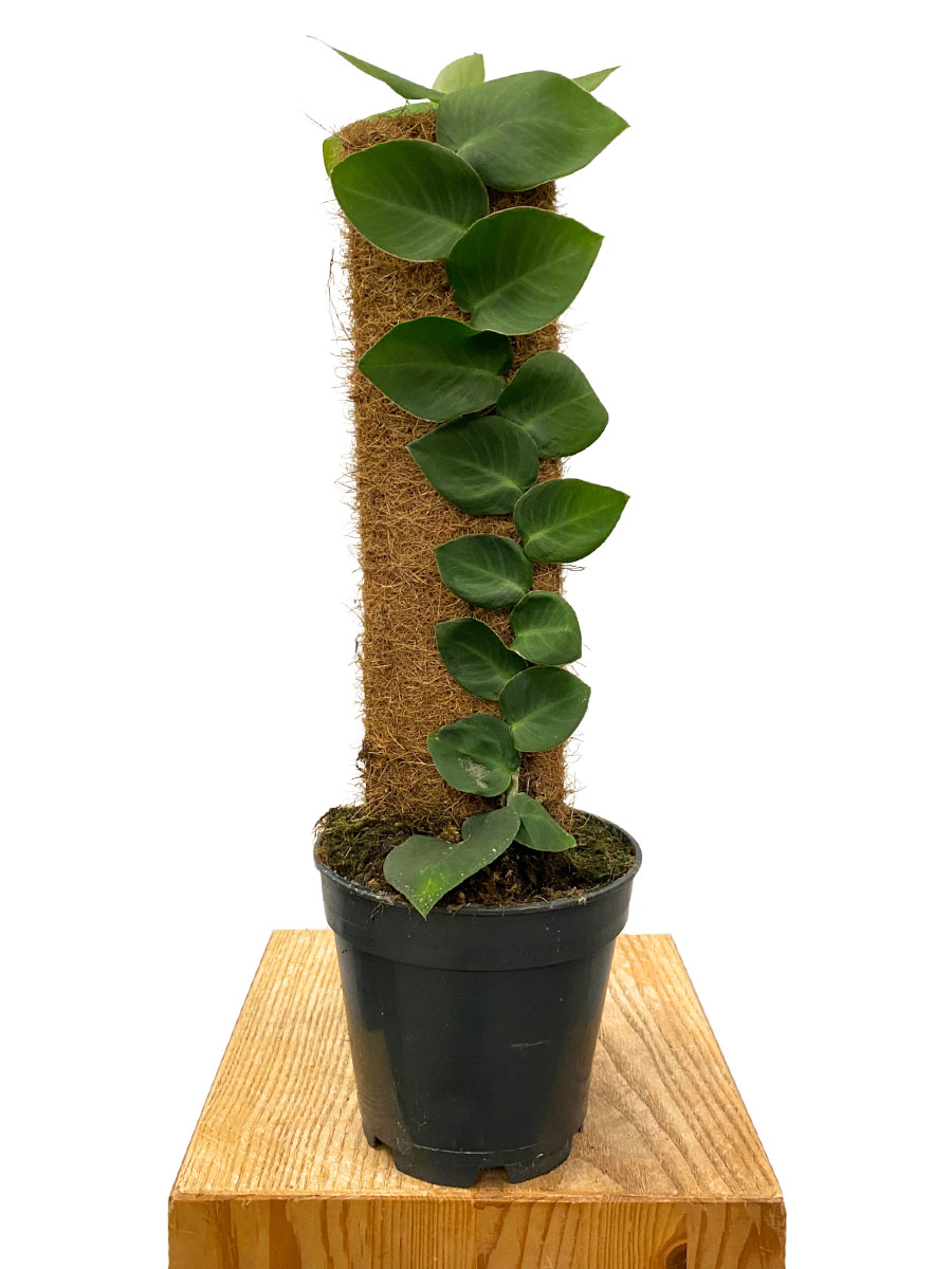 Rhaphidophora Hayi