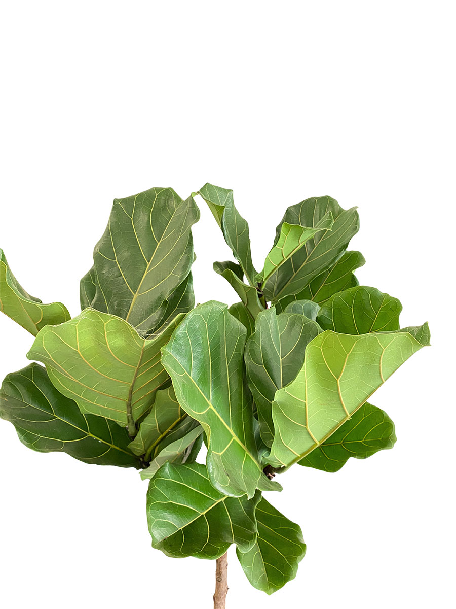 Geigenfeige Ficus Lyrata Stamm