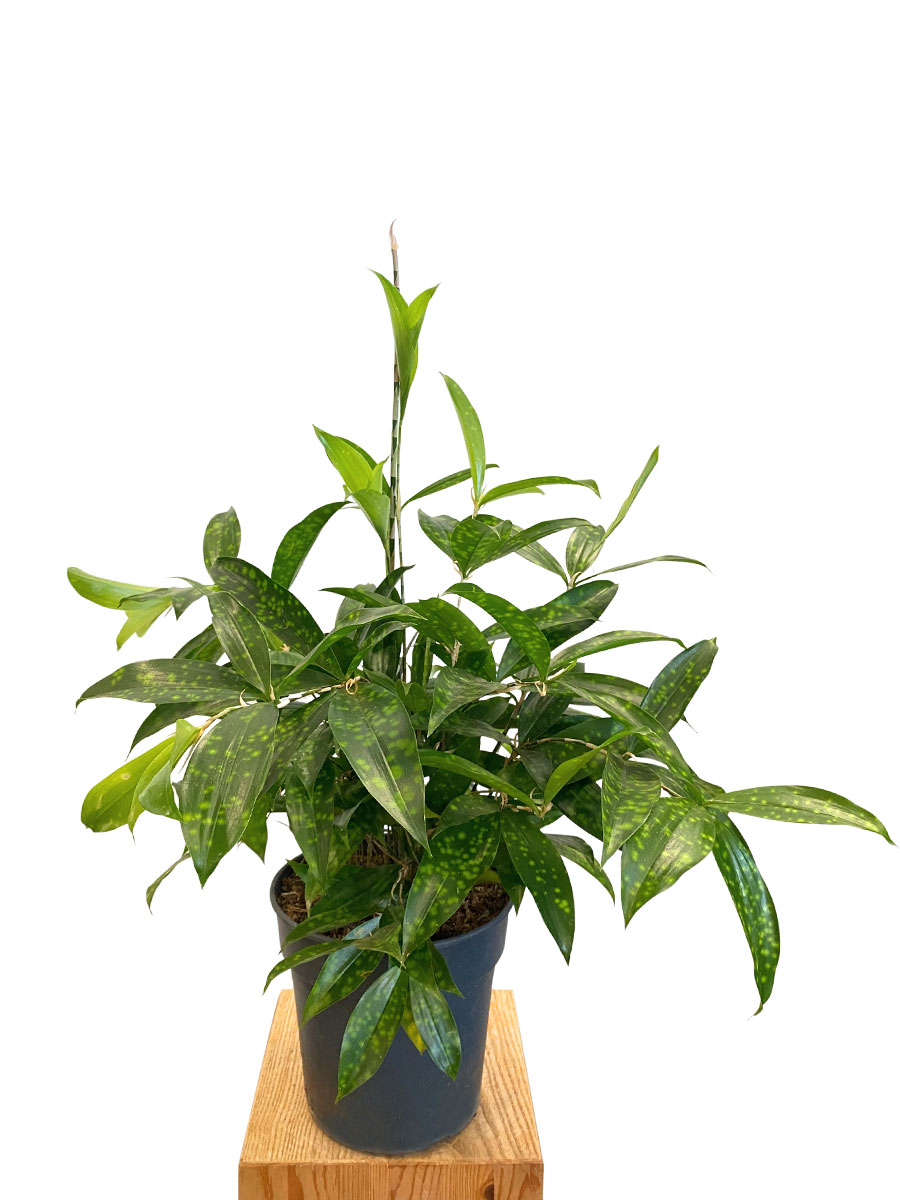 Dracaena Surculosa