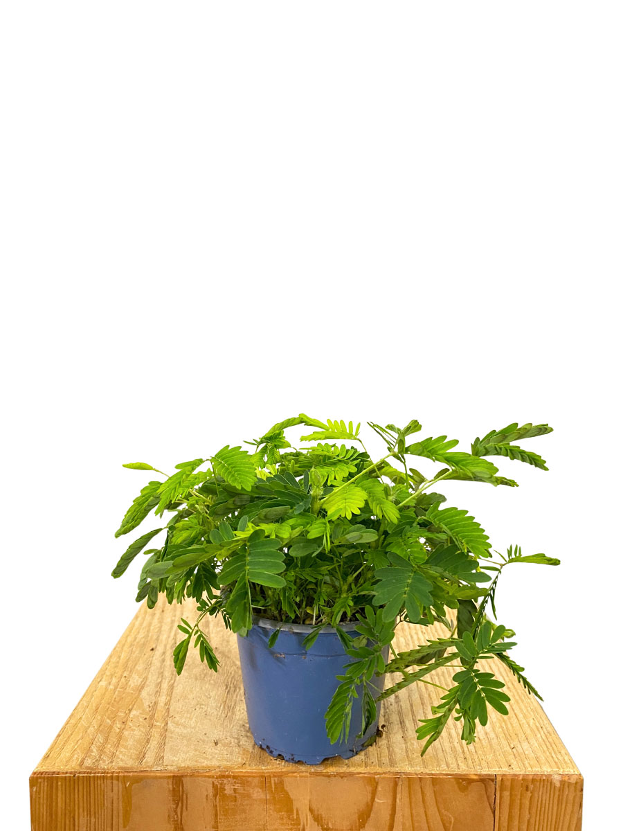 Echte Mimose Mimosa Pudica