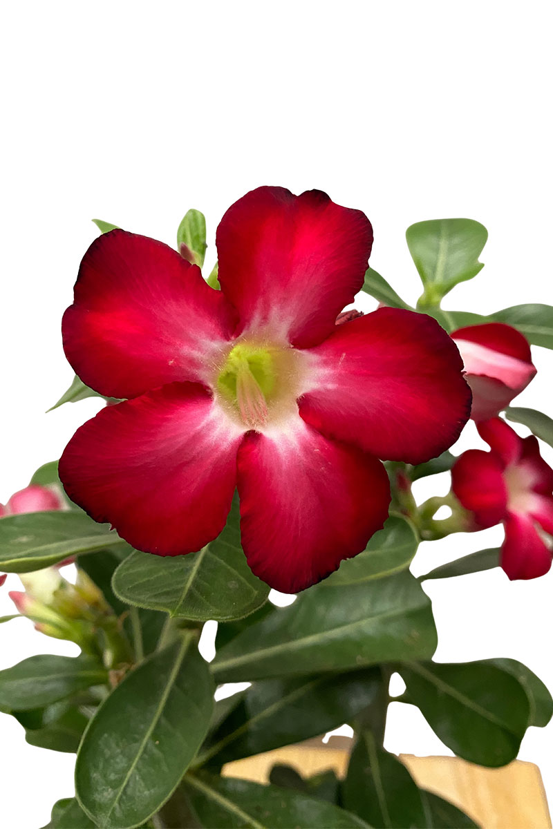 Wüstenrose Adenium Obesum Rot