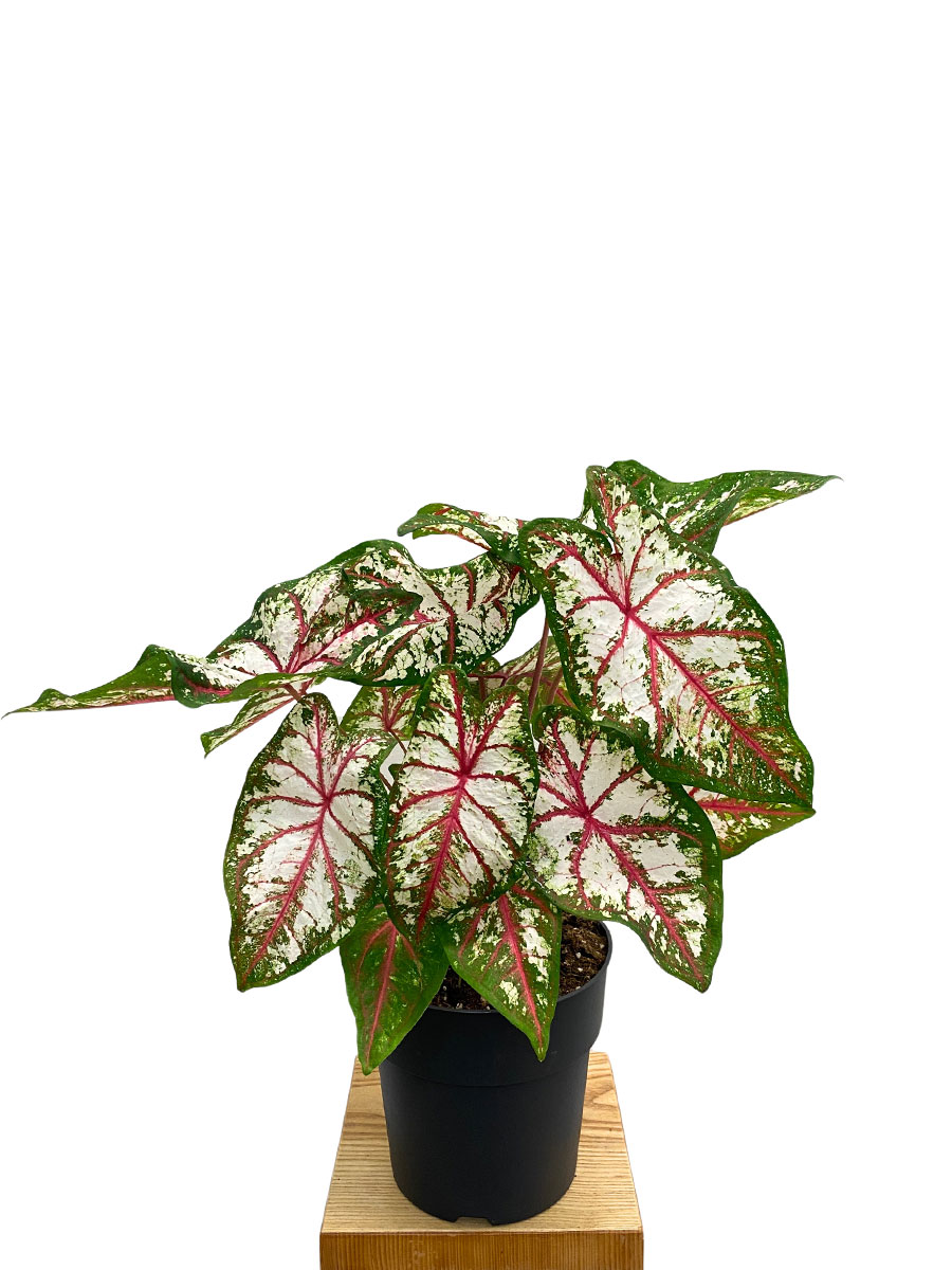 Caladium Tapestry XL