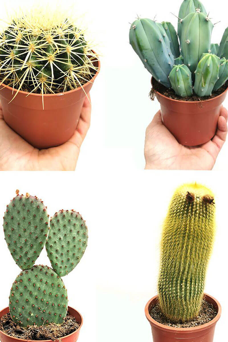 Kaktusmix Zimmerpflanzen online kaufen