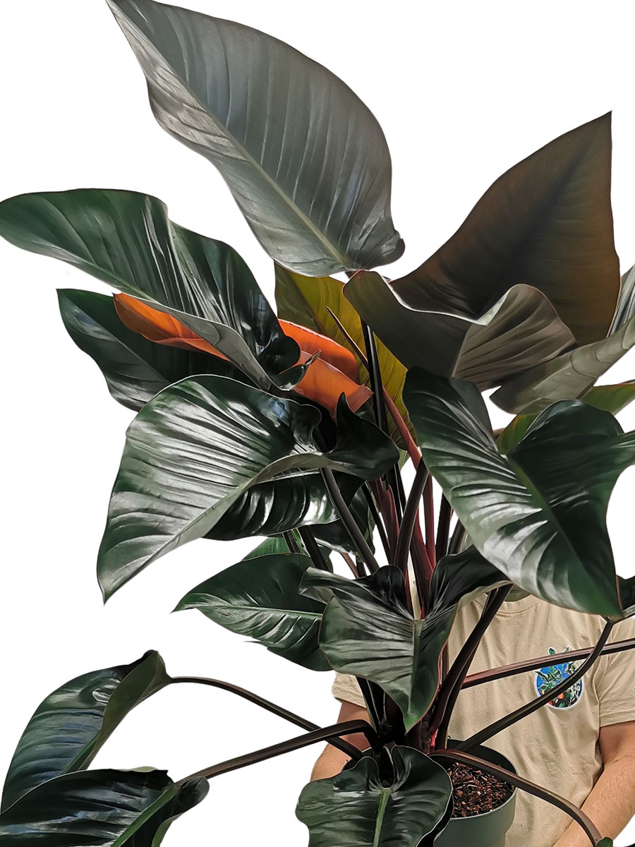 Philodendron Red Beauty 100-120cm