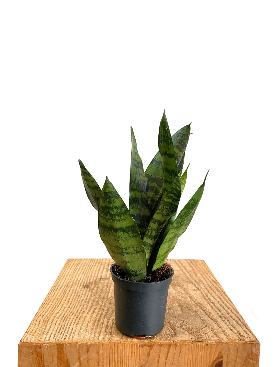 Baby Bogenhanf Sansevieria Black Coral