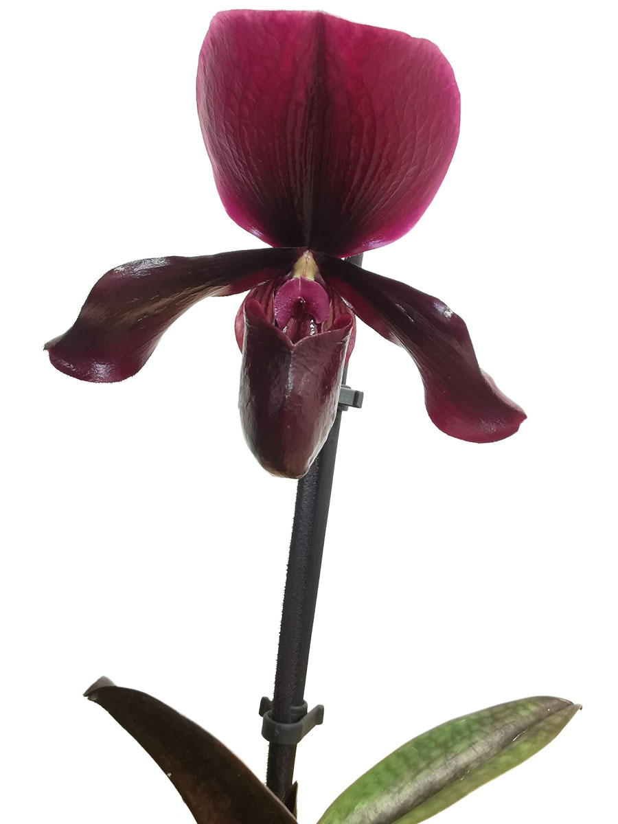 Limitiert - Paphiopedilum Black Jack