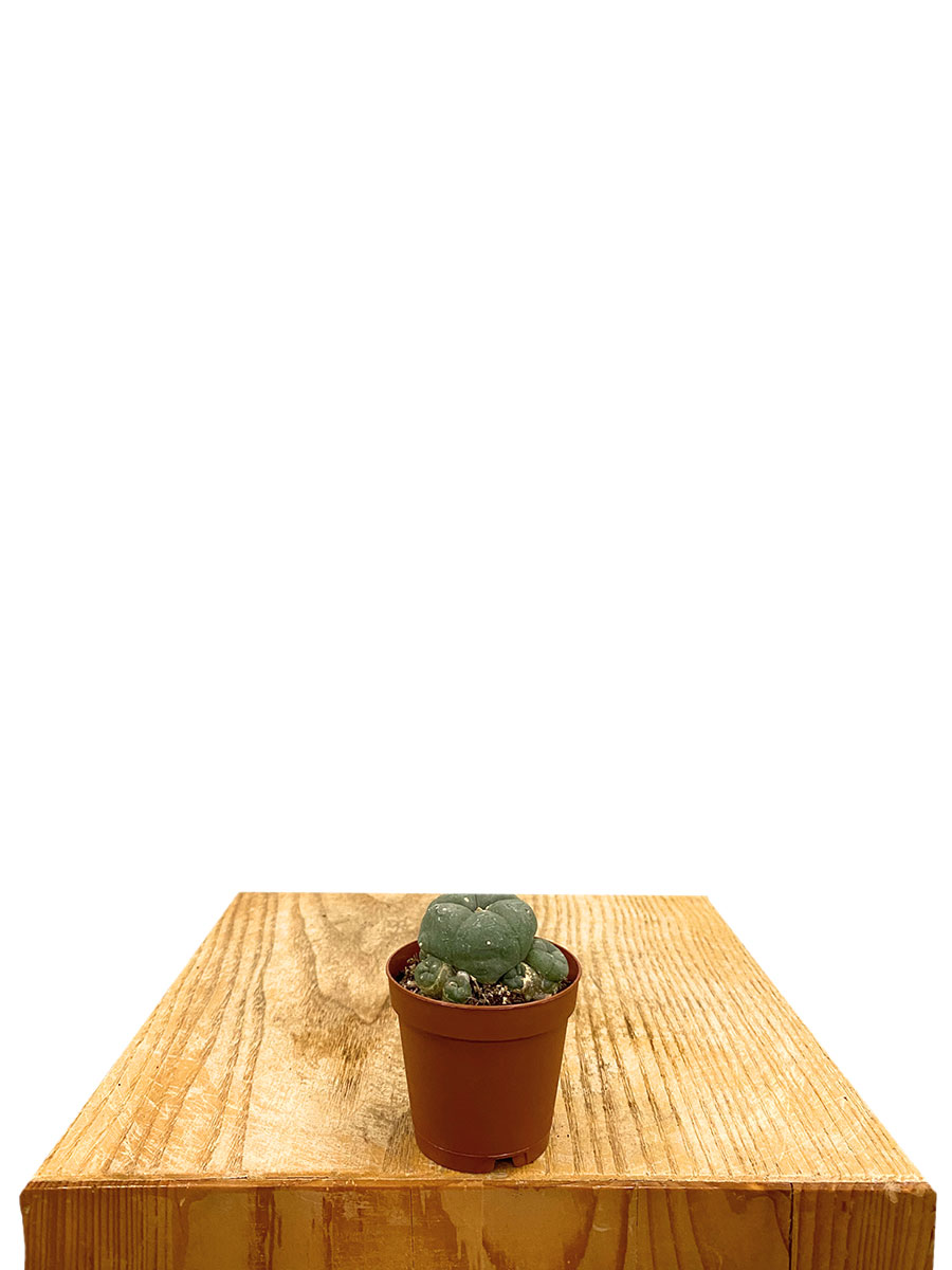 Baby Peyote Kaktus Lophophora Williamsii