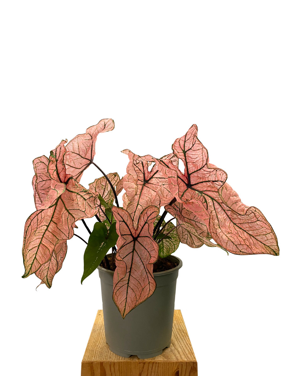 Caladium Spring Fling XL