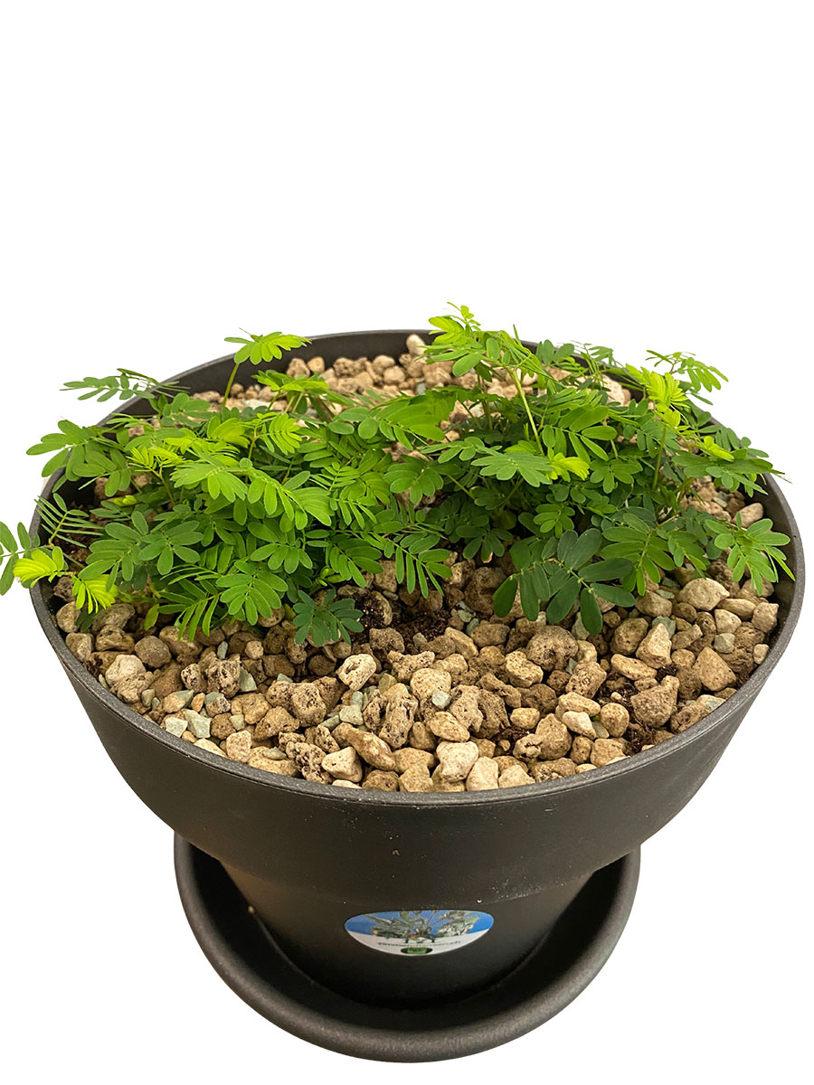 Echte Mimose Mimosa Pudica