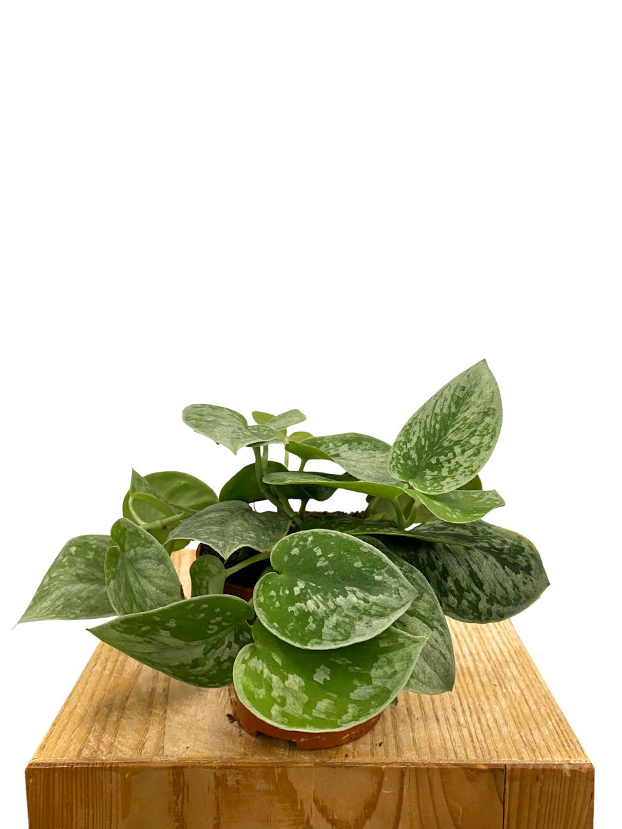 Scindapsus Silver Ann