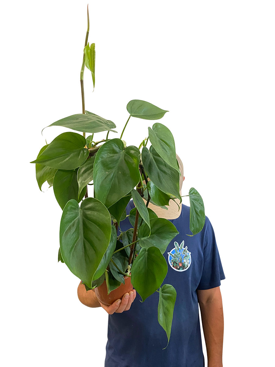 Philodendron Scandens - Ø14 cm