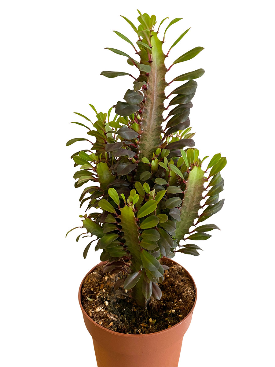 Euphorbia Trigona Rubra