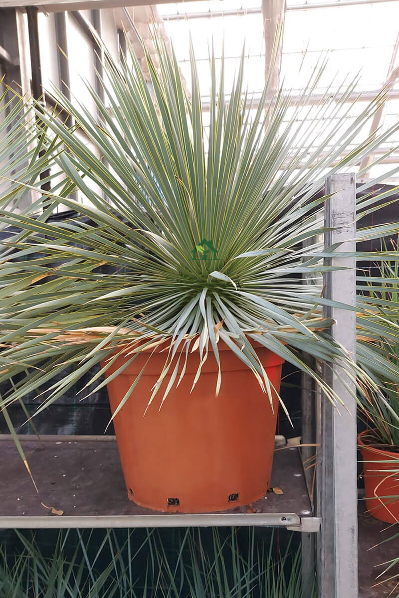 Yucca rostrata 50-100cm