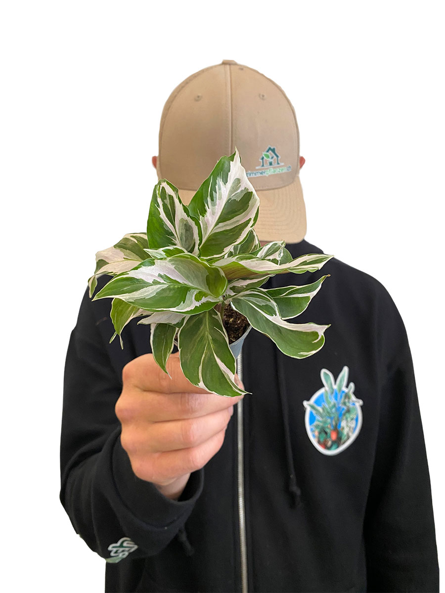 Baby Calathea White Fusion