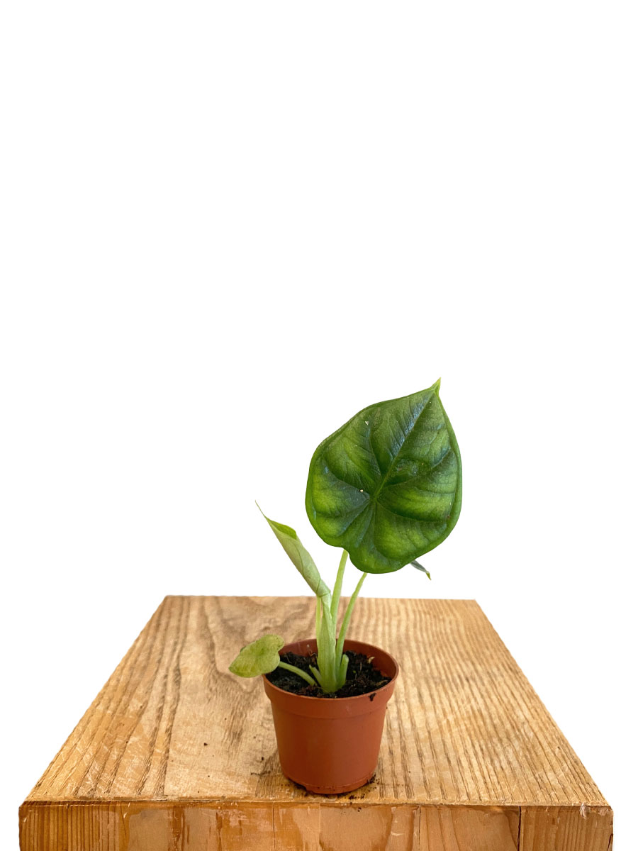 Baby Alocasia Dragon Scale