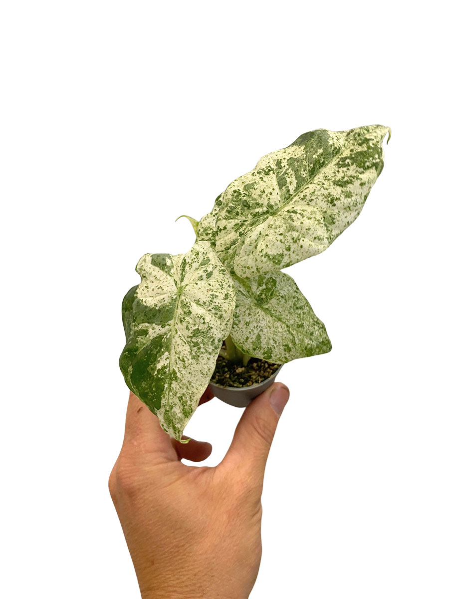 Baby Alocasia Odora Variegata