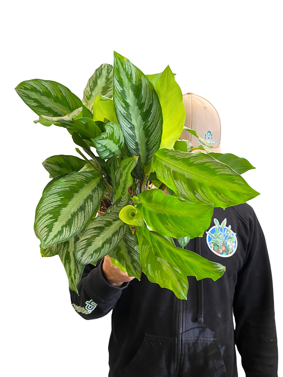 Calathea Silverstar