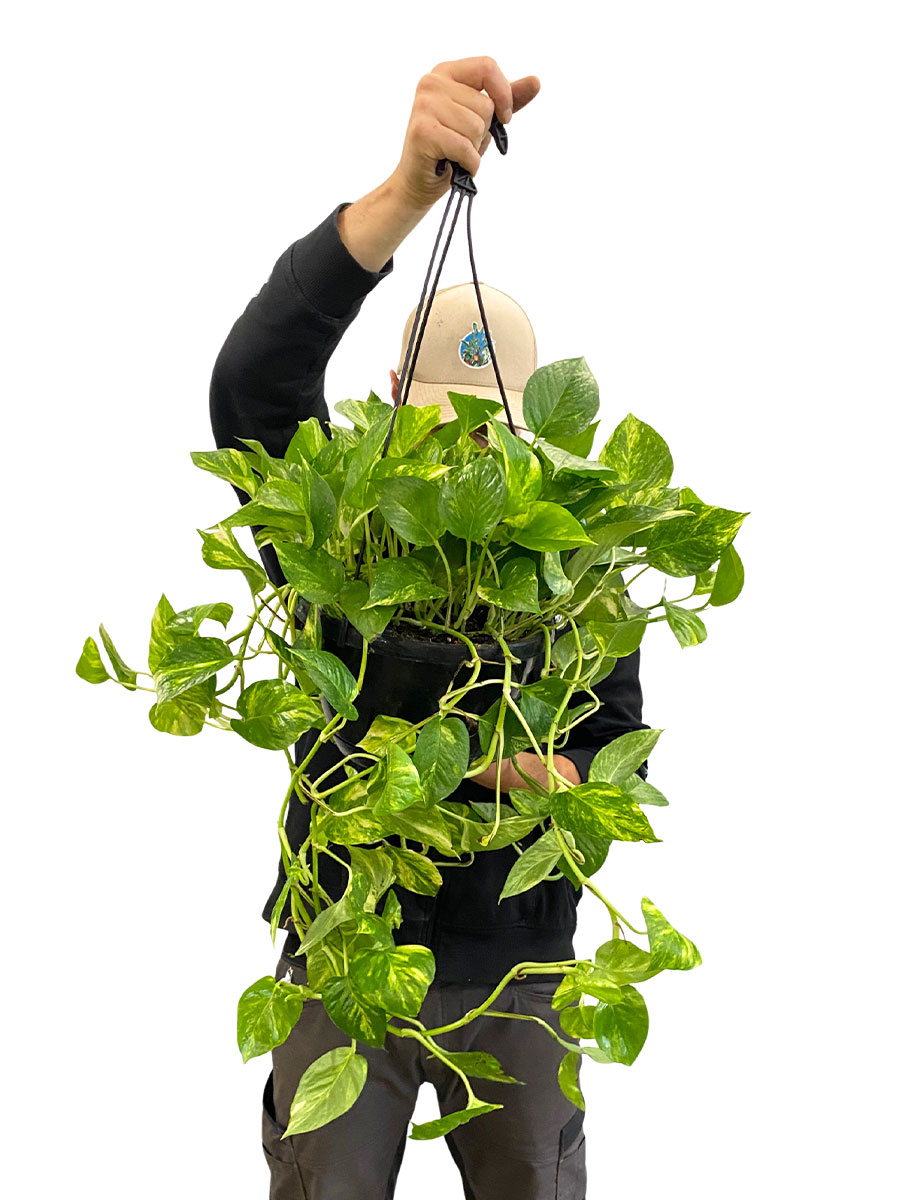 Hänger - Epipremnum Aureum - Gross