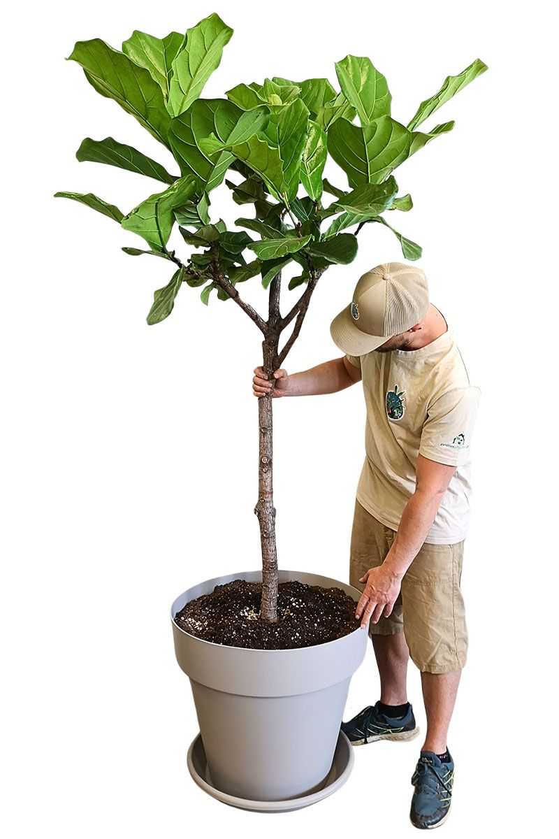 Geigenfeige Ficus lyrata Stamm - Gross