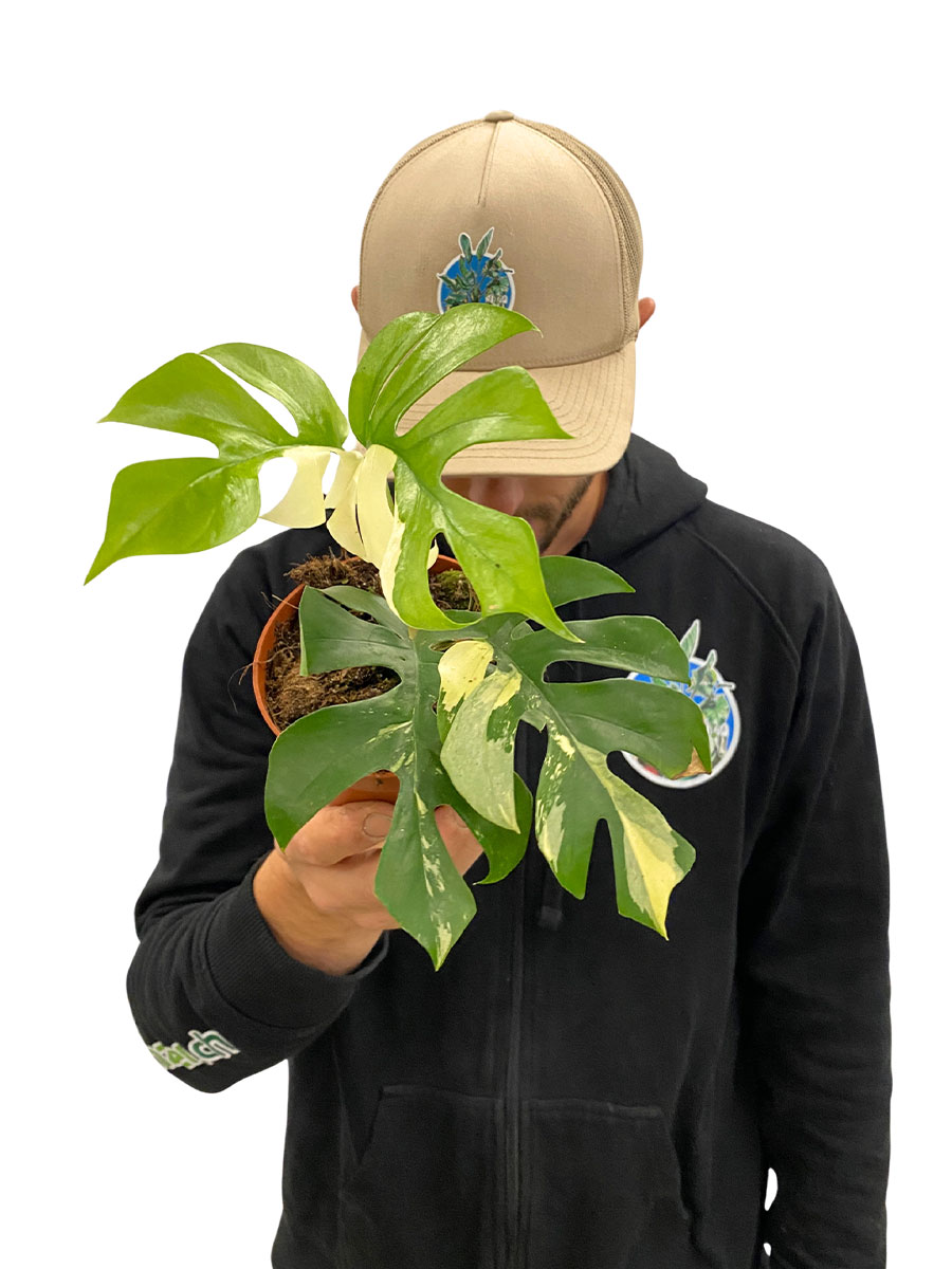 Monstera Minima Variegata