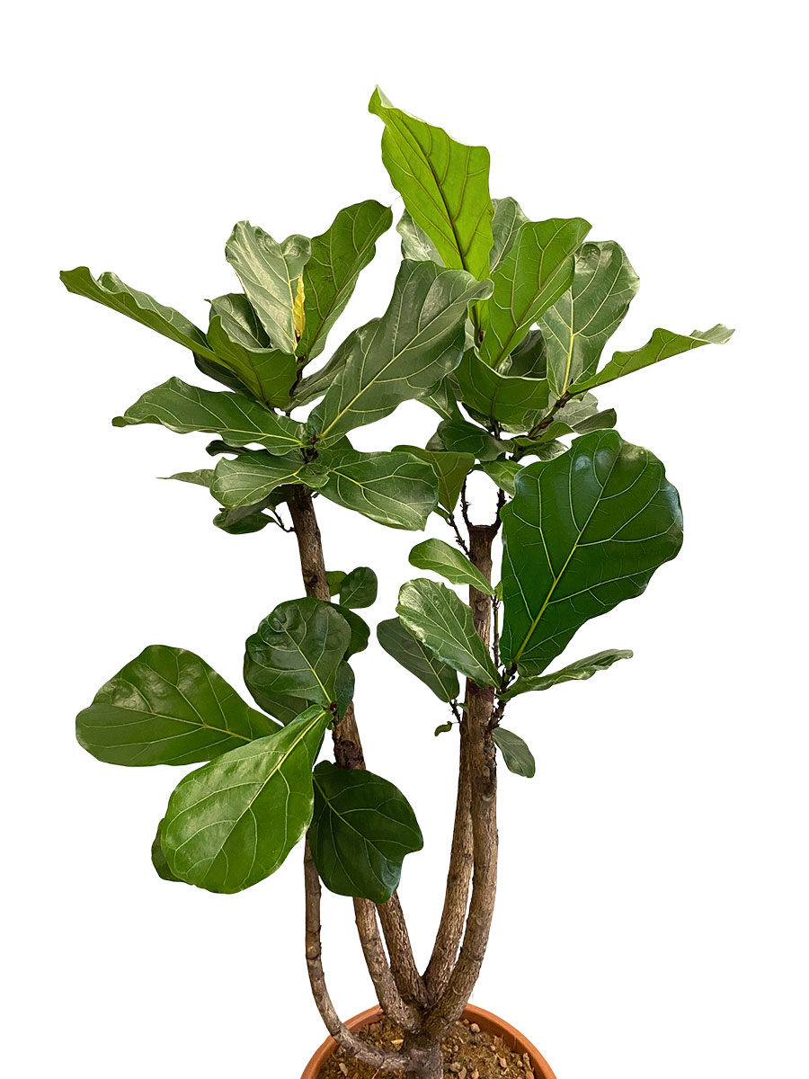 Ficus lyrata Stamm Verzweigt - Gross