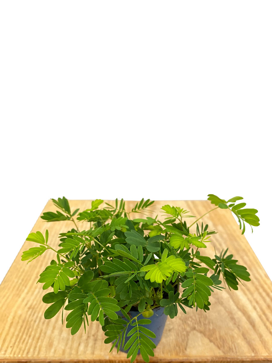 Baby Echte Mimose Mimosa Pudica