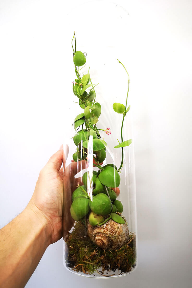 Schneckenhauspflanze im Glas Dischidia