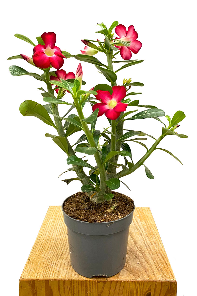 Wüstenrose Adenium Obesum Rot