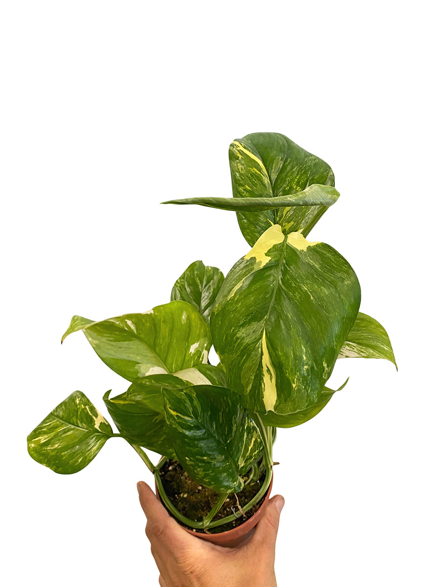 Rhapidophora Indo. Variegata