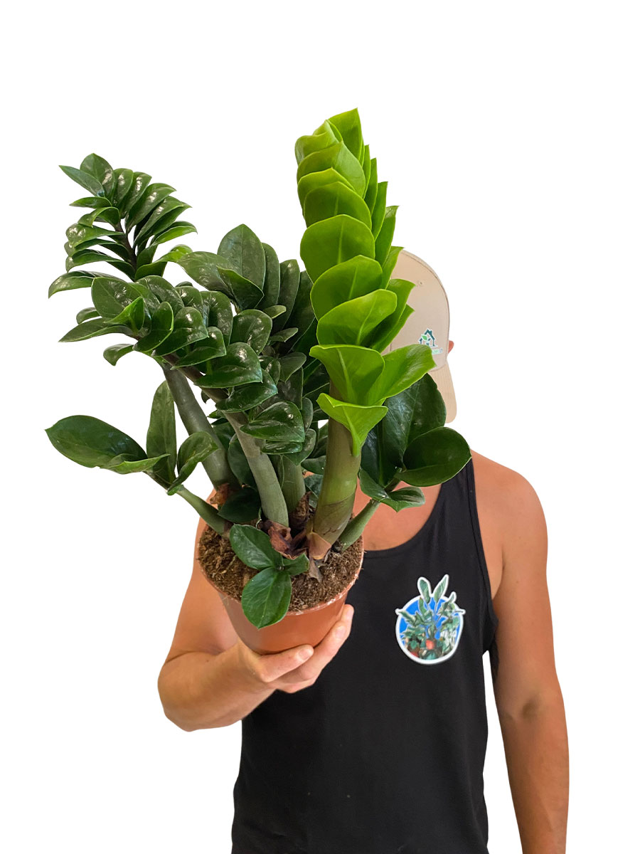Zamioculcas Zenzi - Ø14 cm