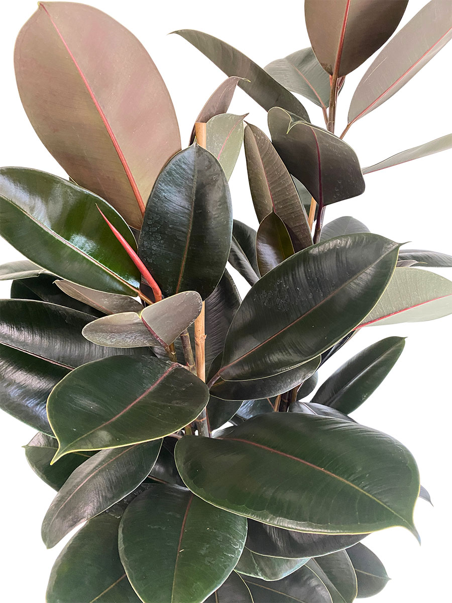 Ficus Elastica Abidjan Tuff