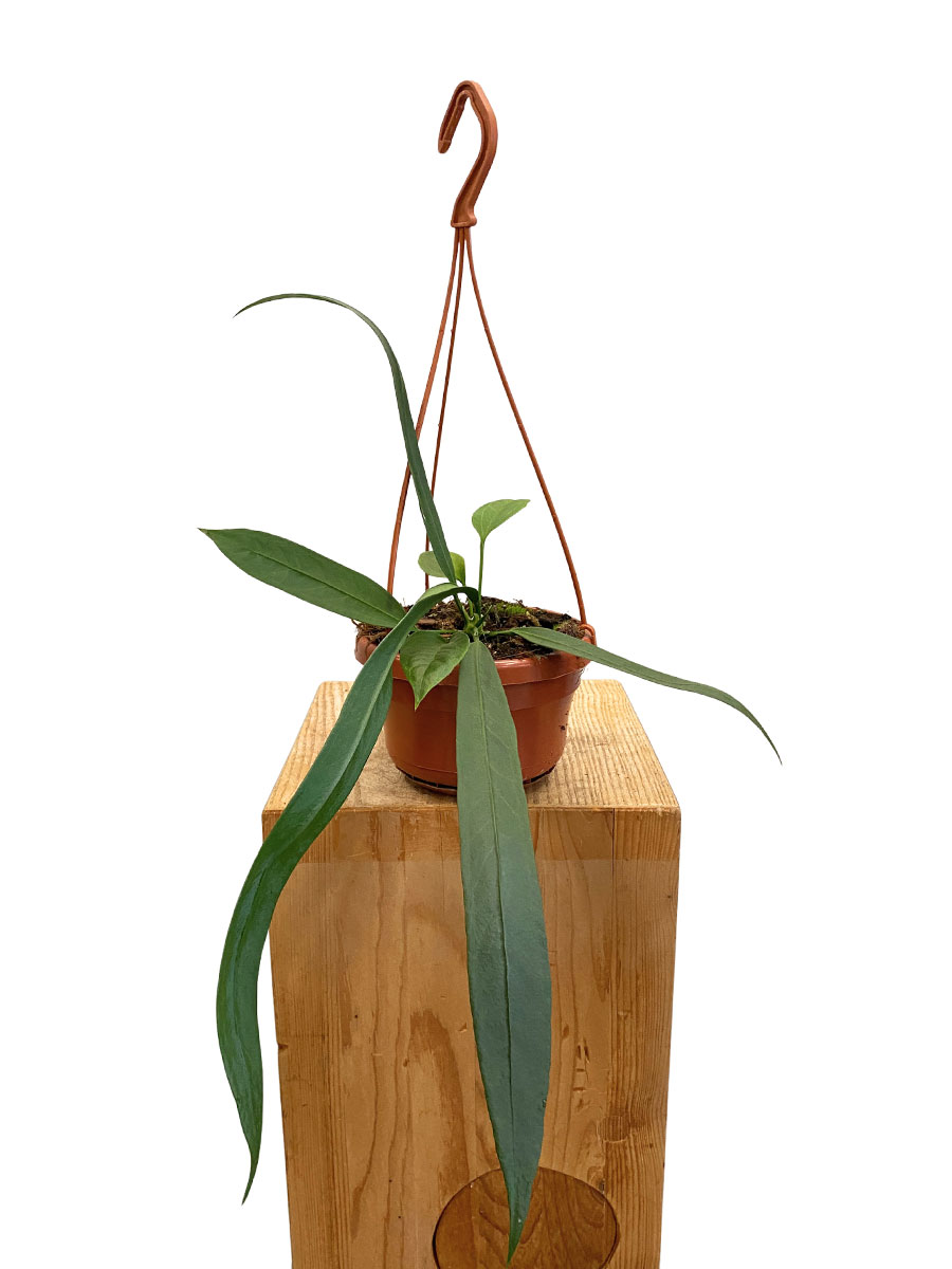 Hänger - Anthurium Vittarifolium