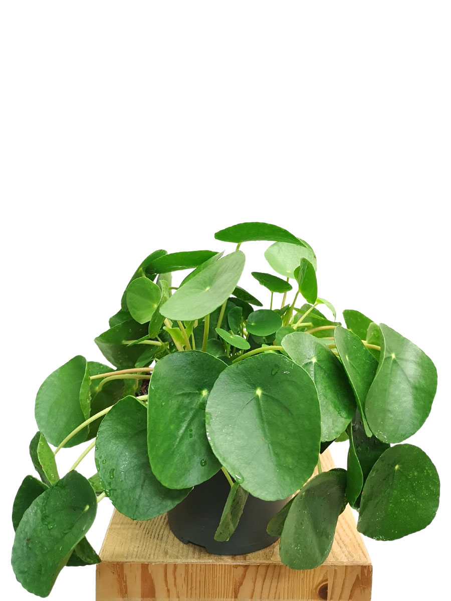 Ufopflanze Pilea Peperomoides